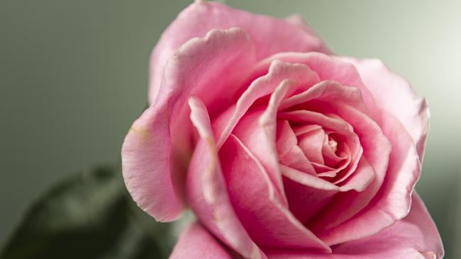 Queensland Rose Society Darling Downs Group champion of the autumn show grown by Steve Towson of Rosewood, Saturday, May 4, 2024. Picture: Kevin Farmer