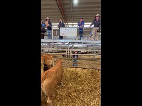 Wodonga spring store cattle sale