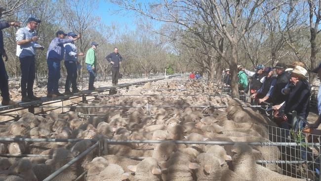 On the rise: Sucker lambs go under the hammer at Deniliquin in NSW on Tuesday as the market recovers ground.