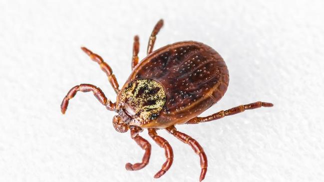 An example of a paralysis tick.