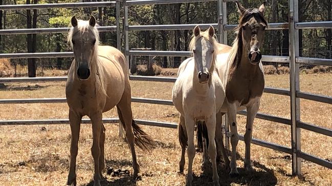 A pregnant Gypsy (right) pictured with other wild horses trapped and rehomed on the Mid-North Coast last month.