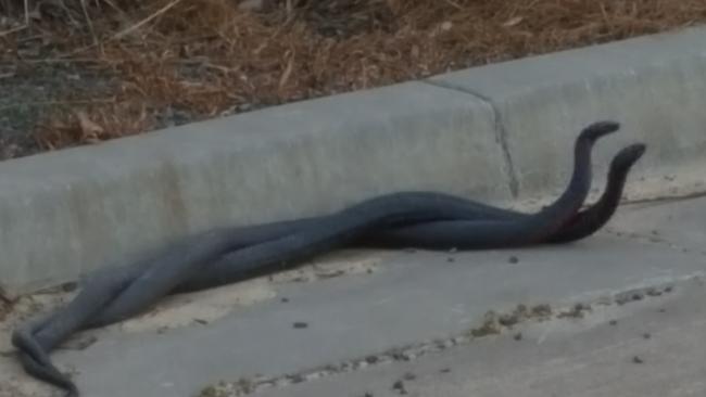 Startling vision has been captured of two belly black snakes wrestling on Rodeo Rd, Gregory Hills. Picture: Supplied