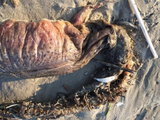 Mystery as fanged sea beast ‘with no eyes’ is found washed up on Texas beach after Hurricane Harvey. Picture: Pen News/Preeti Desa