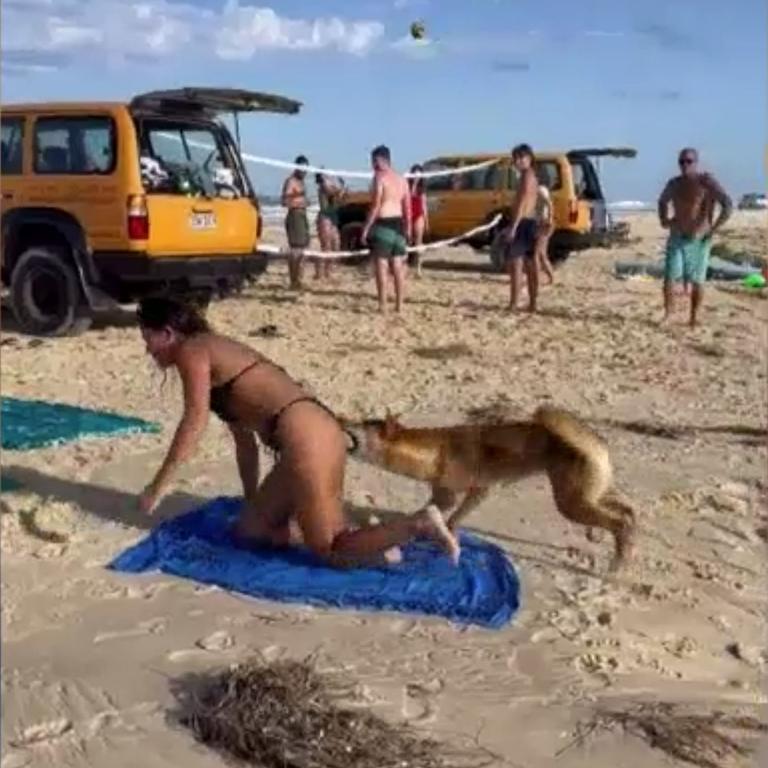 Tourist bitten in string of dingo attacks on K'gari (Fraser Island). Picture: Department of Environment and Science