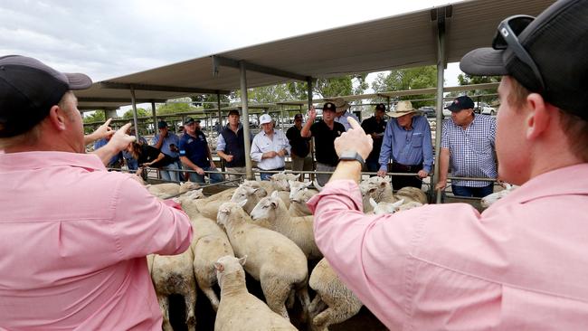 Weight and quality dictated terms at the saleyards this week. Picture: Andy Rogers