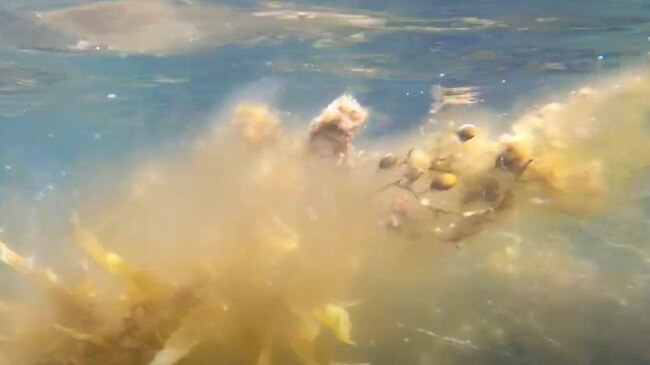 Footage of the damaged reef about 90 metres away from Tassal's Sheppards lease. Picture: SUPPLIED