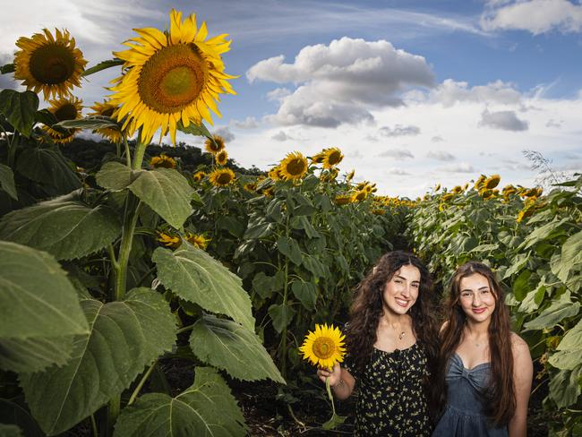 Sisters Sameeha (left) and Mya Taha at Lilyvale Flower Farm picking sunflowers, Saturday, February 1, 2025. Picture: Kevin Farmer