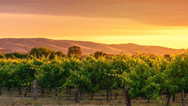 Sunset over a South Australian vineyard.