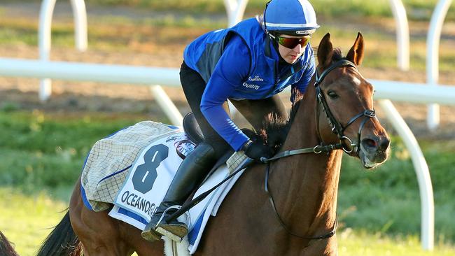 Oceanographer will be pushing for a Melbourne Cup start with a win in the Lexus Stakes on Saturday. Picture: Mark Stewart