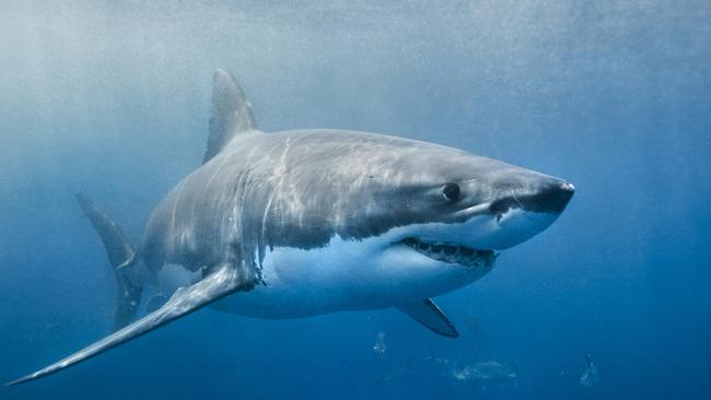 Reported sighting of 4.5m great white shark off Maria Island | The Mercury