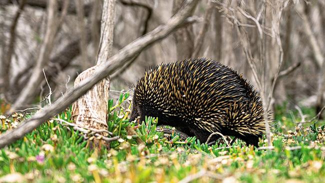 Meet the locals at Raymond Island. Pic: Chris Cincotta.