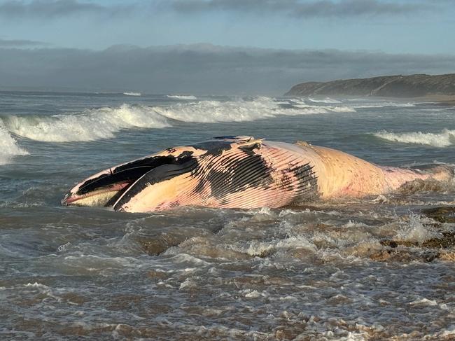 The sei whale measures in at a massive 14-metres. Picture: Steve Arklay