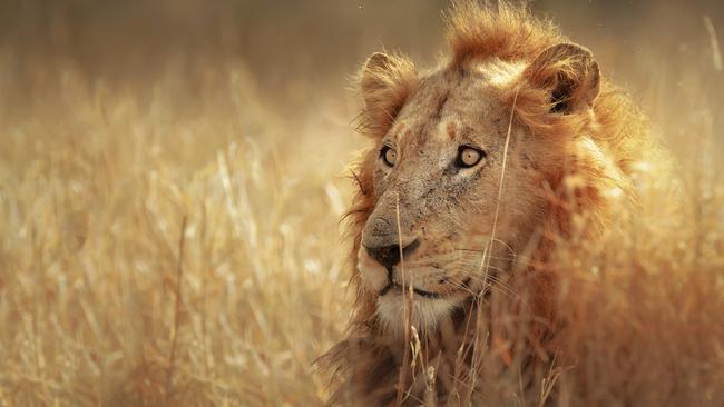 The game spotting is glorious in South Africa’s Kruger National Park.