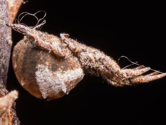 This recent undated handout photograph obtained May 13, 2019 courtesy of the University of Akron shows the Hyptiotes cavatus spider holding its web in tension, the anchor line at left, and the trap line (connected to main web) at right. - The ability to store and amplify muscular energy in external devices like bows, bolt-throwers and catapults was long thought to be unique to humans. Now, though, we can add the triangle-weaver spider, or Hyptiotes cavatus, to the list, according to a study published Monday, May 13, 2019 that describes how the creature winds up its web to launch itself at prey. (Photo by S.I. HAN / UNIVERSITY OF AKRON / AFP) / With AFP Story by Issam AHMED:  Spider species uses web to catapult itself at prey: study  == RESTRICTED TO EDITORIAL USE  / MANDATORY CREDIT:  "AFP PHOTO /  S.I. HAN" / NO MARKETING / NO ADVERTISING CAMPAIGNS /  DISTRIBUTED AS A SERVICE TO CLIENTS  ==