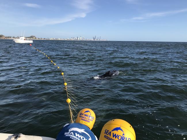 Sea World Marine Rescue work to free a baby humpback whale stuck in shark nets off Burleigh Heads, Gold Coast over the weekend. Picture: Supplied.