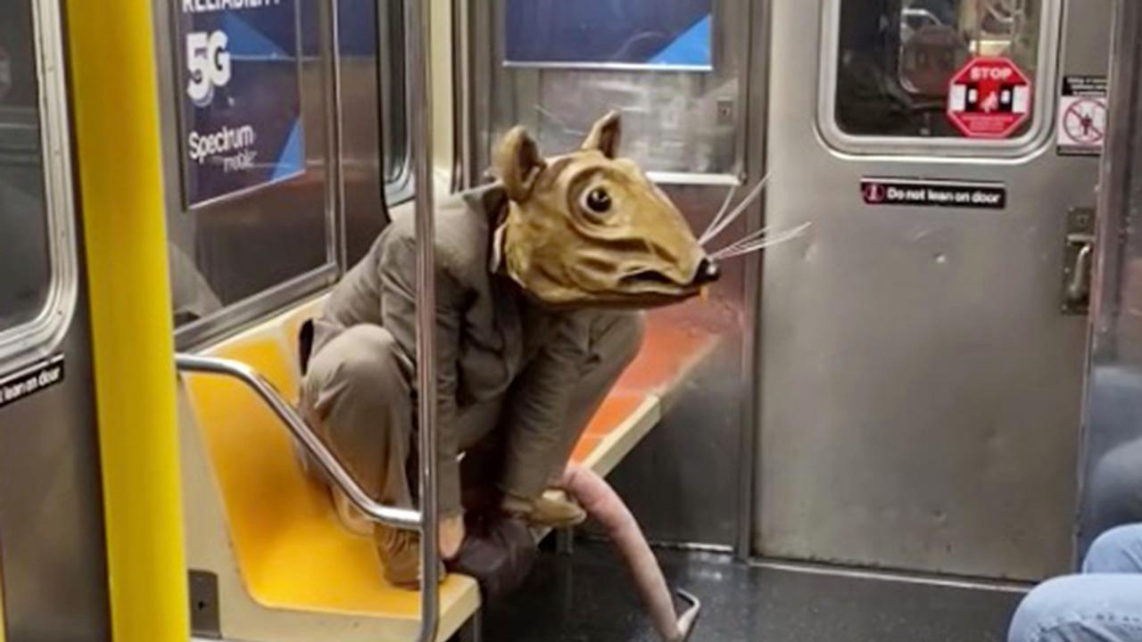 giant rat new york city dave｜TikTok Search