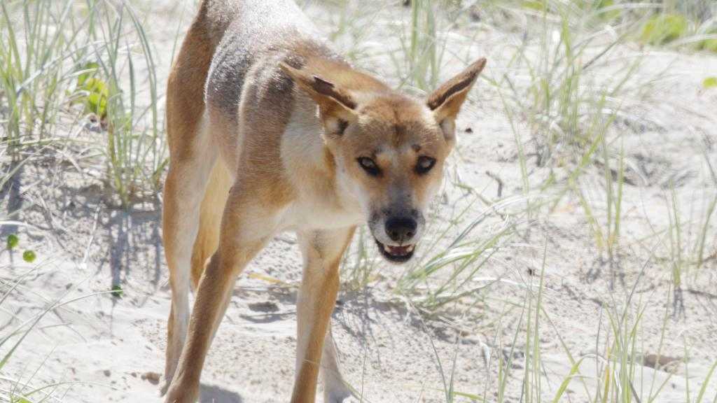 DINGO DRAMA: Fraser Coast Chronicle editor, Jessica Grewal, says a 'radical response' is needed on Fraser Island.