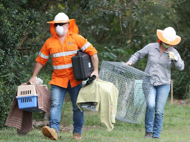 Workers remove the offending magpie. Picture: Liam Kidston