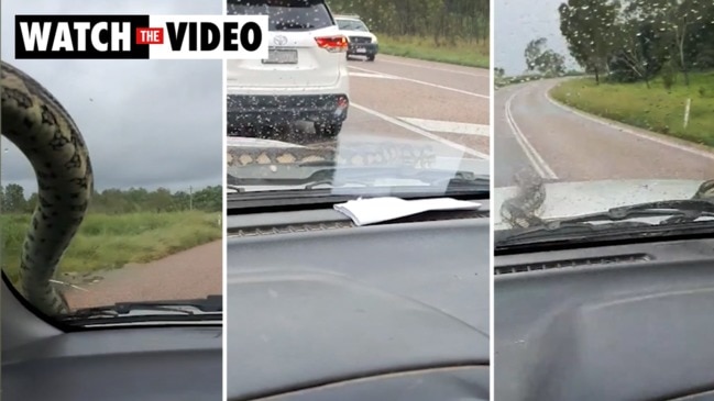 Snake catches a ride on Bruce Highway