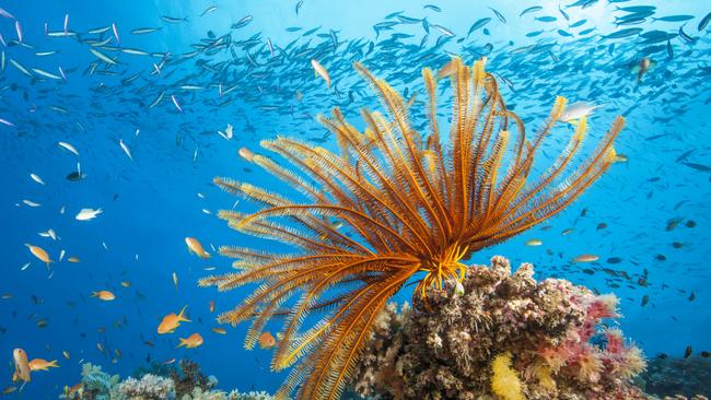 ESCAPE. Reef Scene with Crinoid and Fishes, Great Barrier Reef, Australia. Picture: Getty Images