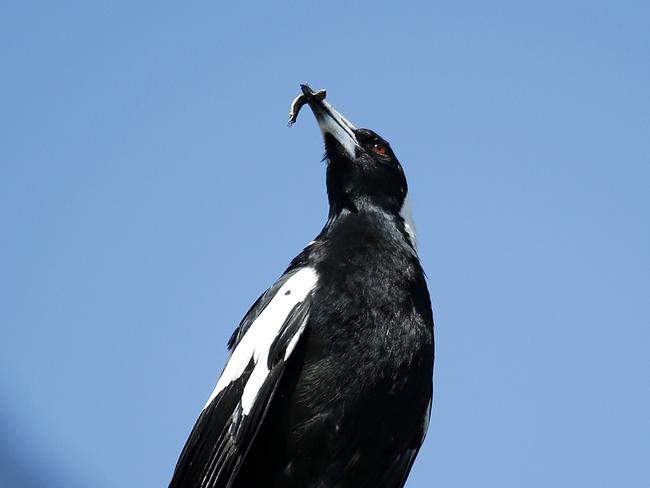 If you want to avoid being attacked by magpies, just make an effort to be friends with them.\Picture: AFP.