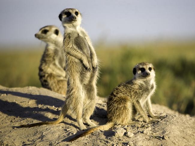 Kalahari Meerkats. Botswana, AfricaPhoto - istockEscape 8 May 2022Kendall