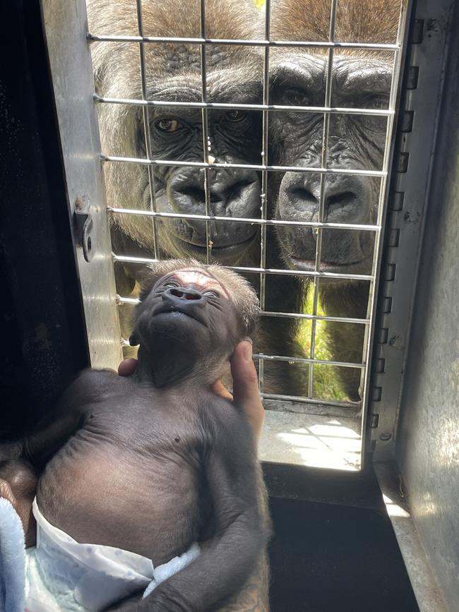 Kaius has had constant contact with the other gorillas.