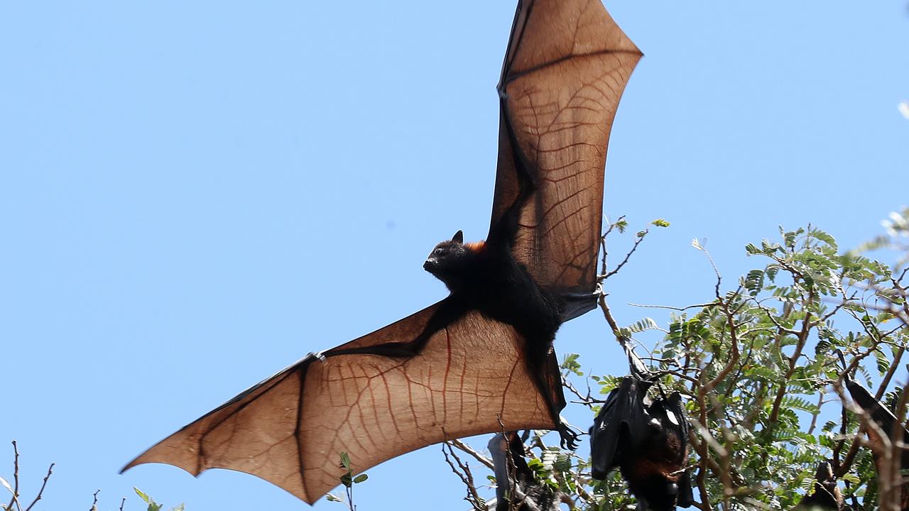 Lissner Park flying fox colony in Charters Tower’s to be relocated ...