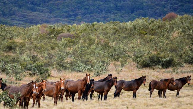 The plan was to whittle down the 6000 plus wild horses down to 600. Picture: Judy Goggin