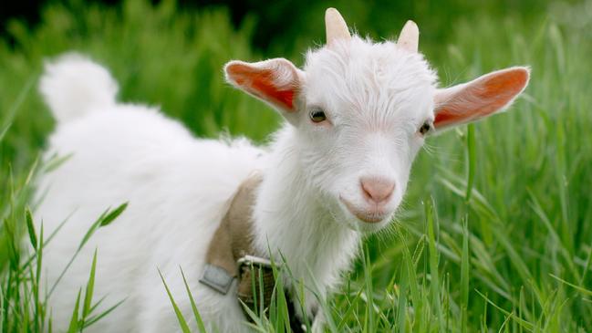 Young goat on grass field