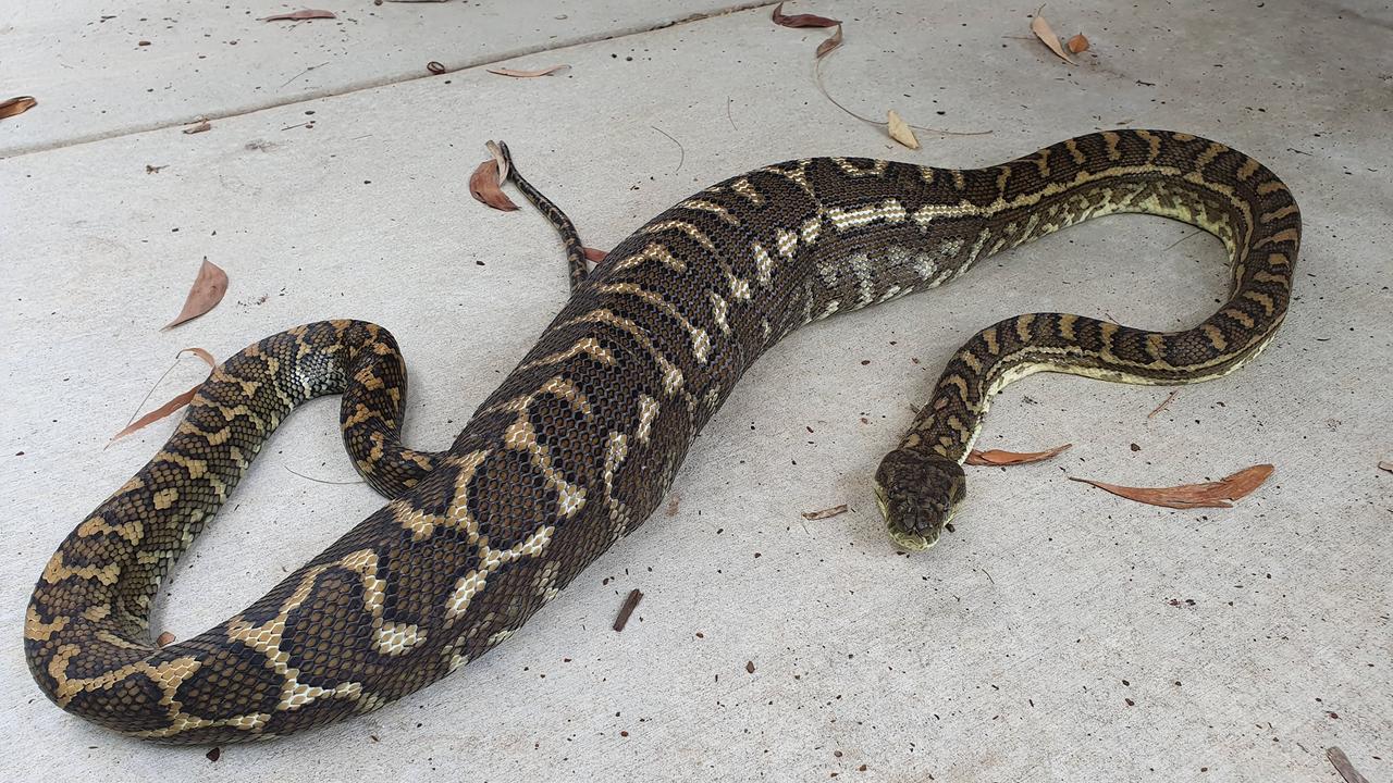 Snake eats pet cat Sunshine Coast, two people bitten | The Courier Mail