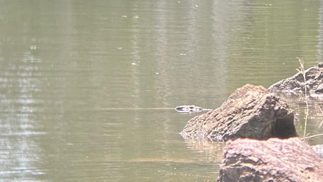 On December 15, a large crocodile was spotted in the Fitzroy River downstream from the barrage, estimated to be about 4.5m in length.