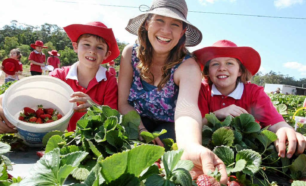 Take Your Pick At Strawbfest The Courier Mail