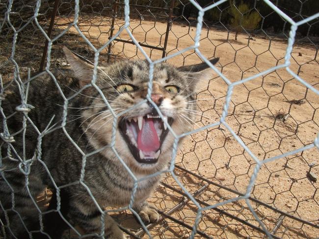 Feral cats will be tracked by infra-red cameras. Picture: Supplied