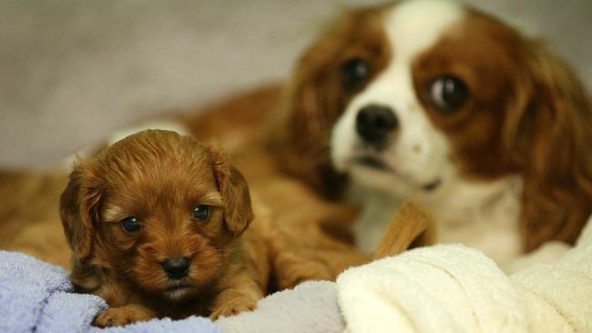 Poodle X with her puppies that were quarantined at the RSPCA in East Burwood. The puppies are between 7 &amp; 10 days old, and were seized from a puppy farm. Picture: Norm Oorloff