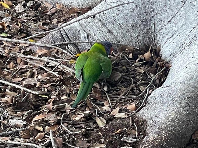 Sick Rainbow lorikeet found under a tree