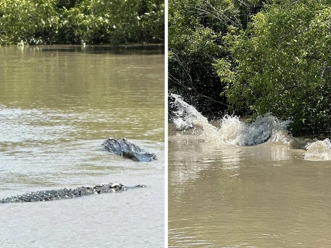 ‘Boofhead’ the bull croc in wild fight at Whitsunday waterhole