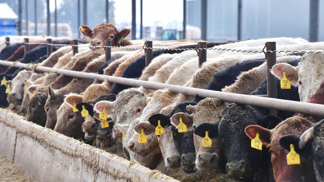 Feedlots produce less greenhouse gas emissions than previously thought, new research says. PICTURE: ZOE PHILLIPS