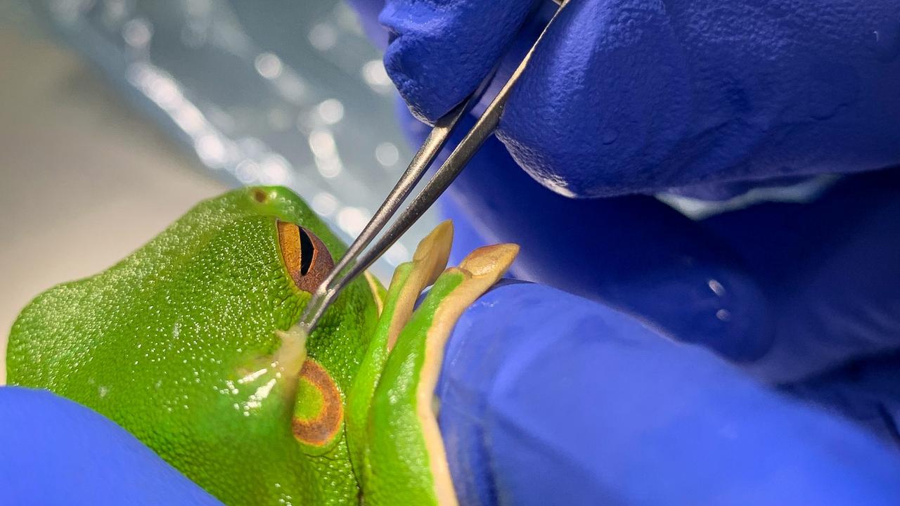 Melbourne Zoo vets remove a bug that had burrowed under the skin of a white-lipped tree frog. Picture: Zoos Victoria