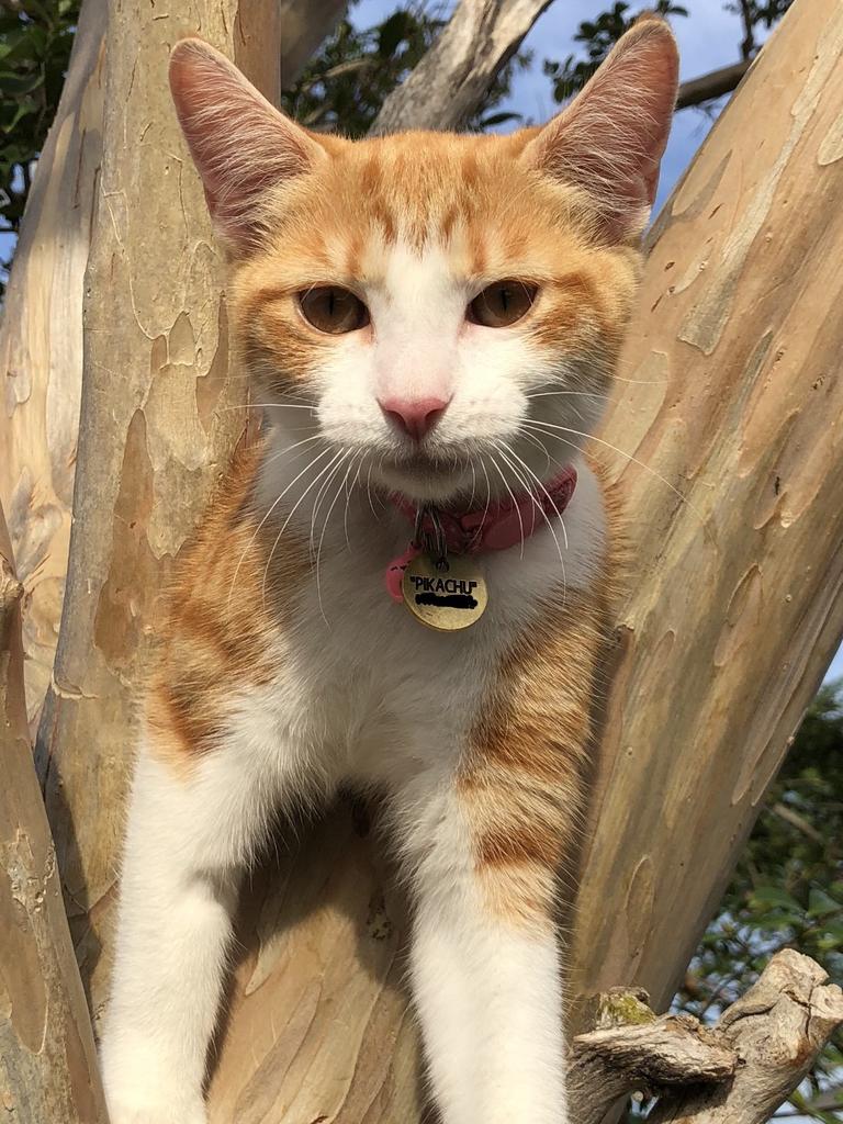 91. Pikachu — This is “Chew Chew” also known as Pikachu, my niece’s one and a half year old cat. This photo was taken when she was just a few months old, hanging out in a tree in the backyard with not a care in the world. She’s very cheeky and gets into a lot of mischief. Great entertainment for the whole family! Vivian Kosseifi, Concord