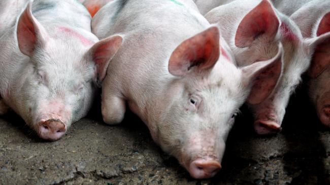 African swine fever has killed many pigs abroad.