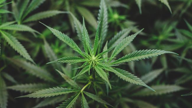 Generic cannabis. Picture: Istock