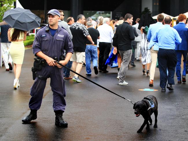Police sniffer dogs check do regular drug checks at music festivals. Picture: Mark Evans