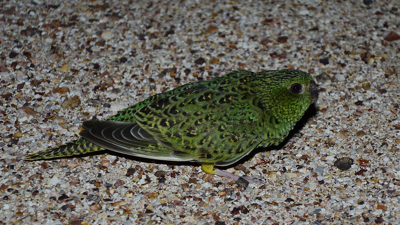 Coxen’s fig-parrot, night parrot, buff-breasted buttonquail: fate of ...