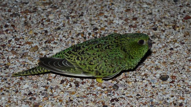 John Young’s photograph of a night parrot.