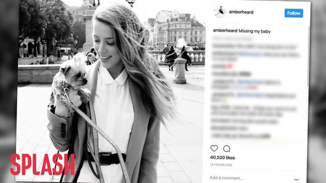 Amber Heard is Back in Australia, This Time Without Her Dogs