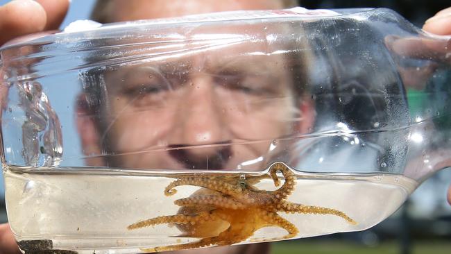 This is a blue-ringed octopus found at Narrabeen Lagoon a few months ago.