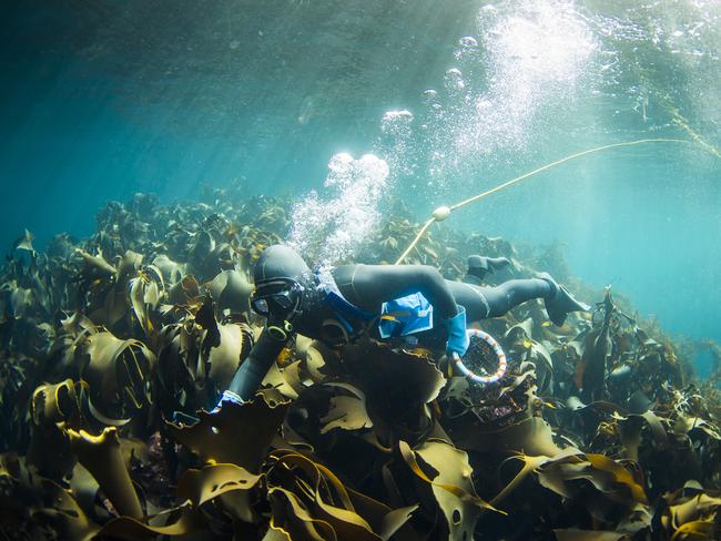 A day in the life of abalone diver James Polanowski. Picture: STUART GIBSON