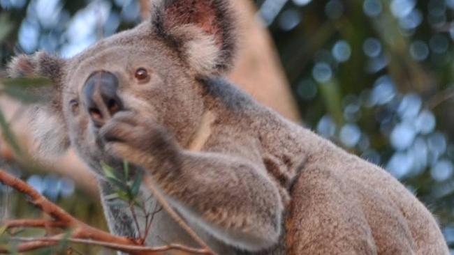 A koala outside one of the houses on Nurran St recently. Photo: Facebook