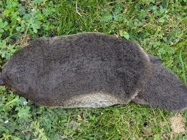 Dead platypus found on suburban lawn. Picture: Facebok